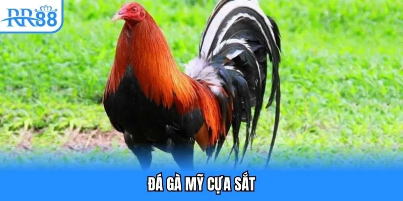 Đá gà mỹ cựa sắt
