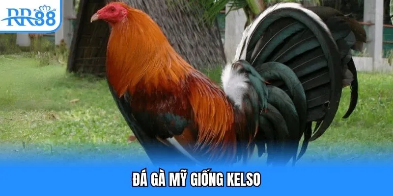 Đá gà mỹ giống Kelso