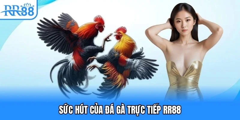 Sức hút của đá gà trực tiếp RR88