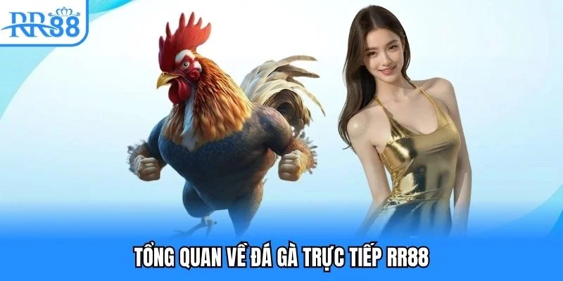 Tổng quan về đá gà trực tiếp RR88