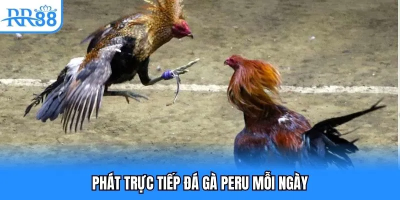 Phát trực tiếp đá gà Peru mỗi ngày