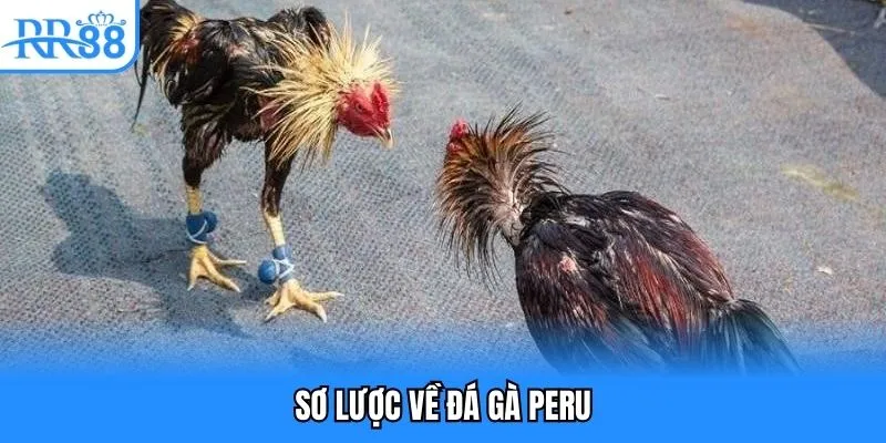 Sơ lược về đá gà Peru