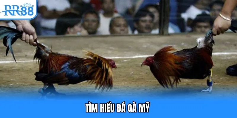 Tìm hiểu đá gà mỹ