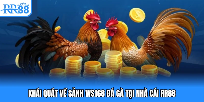 Khái quát về sảnh WS168 đá gà tại nhà cái RR88
