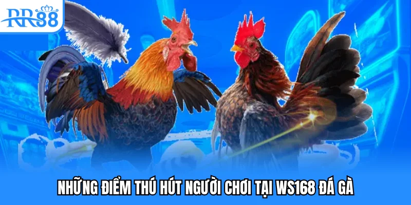 Những điểm thú hút người chơi tại WS168 đá gà